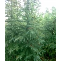 供應(yīng)南京湯泉雪松價(jià)格