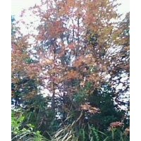 供三角楓樹五角楓樹