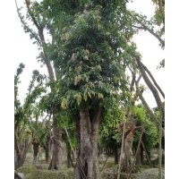 成都精品黃葛樹8-20cm