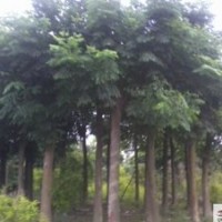 供應(yīng)欒樹 成都搖錢樹