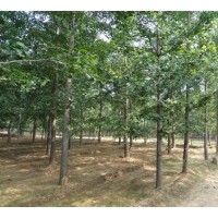 出售15公分銀杏樹