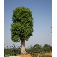 最新湖南苗木花木消息報道：樂昌含笑、桂花樹、杜英、香樟等