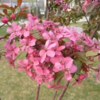 北美海棠、西府海棠、王族海棠、紅寶石海棠等