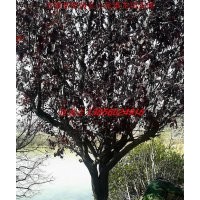 紅葉李、香樟、白玉蘭、石楠、樸樹(shù)、大葉女貞、重陽(yáng)木