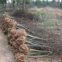 安徽紅（紫）葉李、女貞、玉蘭、香樟、紫薇、三角楓、烏桕、垂柳