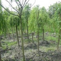 長期供應(yīng)4-10cm龍爪槐