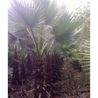 成都低價供應老人葵桿高2.5米