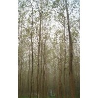 供應毛白楊 精品白楊 5-12cm