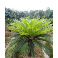 蘇鐵，瀘州鐵樹，鐵樹點(diǎn)景樹，鐵樹種植基地