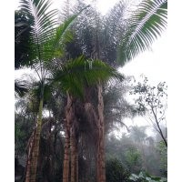 四川金山葵，金山葵苗圃，金山葵景觀樹