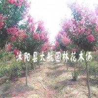 供應(yīng)各種規(guī)格喬木灌木綠化苗木紫微,紫禁,大葉女貞