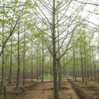 供應17公分銀杏樹