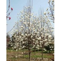 廣玉蘭，白玉蘭，紅玉蘭，黃玉蘭，紫玉蘭