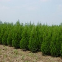 30公分到3米蜀檜