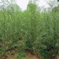 速生青垂柳苗山東速生青垂柳苗速生青垂柳苗價格
