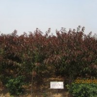 供應(yīng)紅葉碧桃