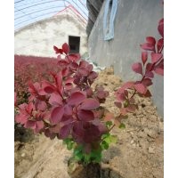 出售金葉水蠟紫葉小檗紫葉水蠟等營(yíng)養(yǎng)缽苗