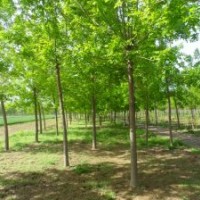 大規(guī)格白蠟