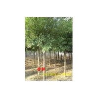 供應(yīng)香樟小苗，2公分香樟，3公分香樟，4公分香樟，5公分香樟