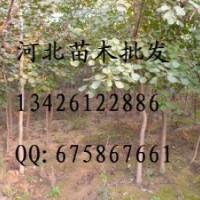 金葉槐 供應國槐 國槐批發(fā) 大量低價出售國槐 國槐價格 國槐基地