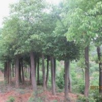 湖北宜昌三峽鑫林苗圃低價供應8公分以上全冠、移植香樟