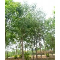 苗木花卉基地 金葉榆