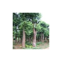 移栽香樟&全冠香樟&精品桂花