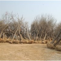 國槐價(jià)格 國槐網(wǎng) 造型國槐 大徑合歡