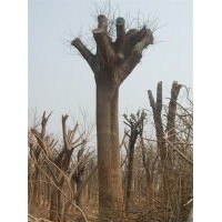 國槐網(wǎng)|國槐價(jià)格、國槐圖片|大徑國槐|大徑合歡||造型景觀樹木