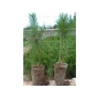 供應(yīng)營養(yǎng)杯側(cè)柏，白皮松，油松