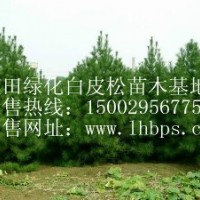 最新綠化白皮松信息