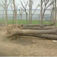 大量供給大小規(guī)格 國(guó)槐、法桐、合歡、白蠟千頭椿等苗木