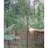 售：2-3-4-5公分國槐