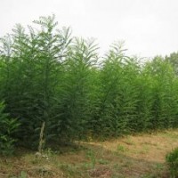 供應(yīng)榆樹 刺槐 合歡 臭椿 速生白蠟