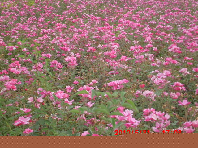 供應(yīng)：月季，豐花月季，紅帽月季，品種月季，薔薇，連翹