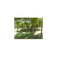 出售千頭椿8-10公分的