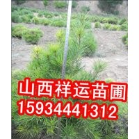 國(guó)槐樹 蘋果樹 山楂樹 柿子樹 臭椿 楊樹