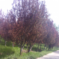 低價(jià)出售：紫葉李3-18公分 山桃2-15公分、法桐6-20 云杉2-4米電