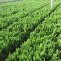 供應(yīng)各種規(guī)格龍柏 一年龍柏苗 成品龍柏 各規(guī)格龍柏