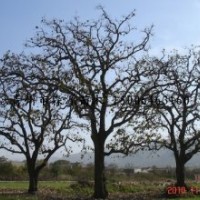 供應(yīng)各種規(guī)格柿子樹(shù) 大柿子樹(shù) 5-30公分柿子樹(shù)