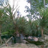 供應(yīng)白皮松小苗 特價白皮松小苗