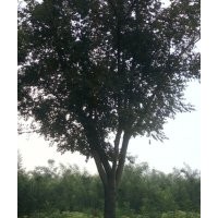 售：13、15、18、20公分國槐