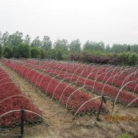 2012年秋季紅葉石楠小苗最新價格報價