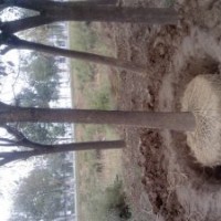 供應(yīng)大量18的一級白蠟