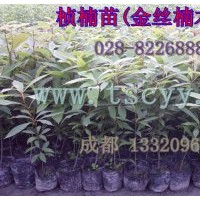 楨楠苗(金絲楠木苗) 種子 袋苗(10-45公分高)；地苗(10-150公分高