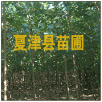 供應(yīng)速生楊 107速生楊