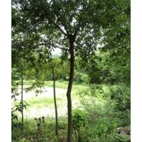 供應(yīng)三角楓，安徽三角楓，安徽三角楓價(jià)格，3公分三角楓價(jià)格