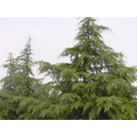 供應(yīng)蜀檜雪松大葉女貞白廣玉蘭紅葉石楠楓香