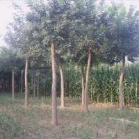 國(guó)槐 合歡 法桐 白蠟 大葉女貞 紫葉李 皂莢