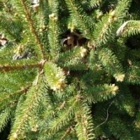 黑龍江哈爾濱出售核桃楸、白樺、紅皮密植